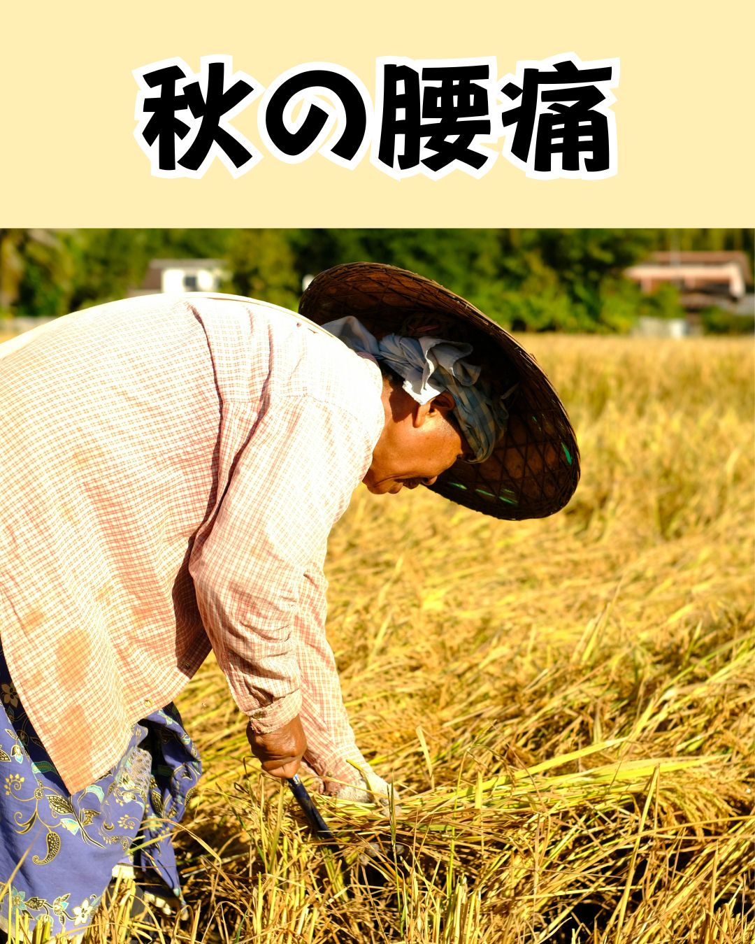 稲刈り　秋の腰痛　腰痛